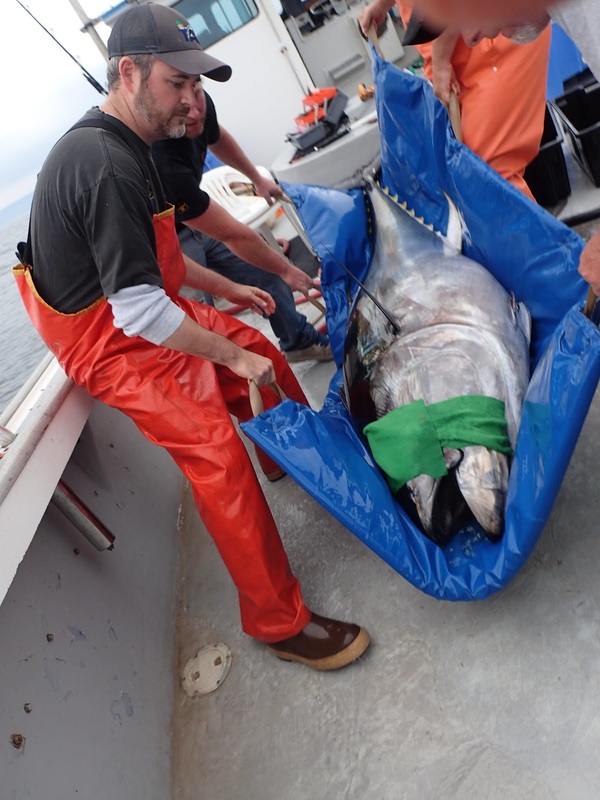 Aaron Carlisle Delaware Tagging Biologging Tuna Ecology Marine Biology